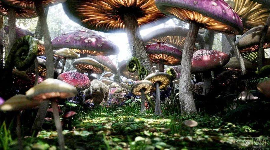 动物记忆大翻牌